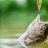 3 Tips for Cooking Up Your Lake Trout