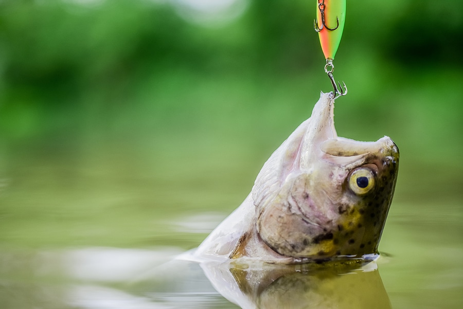 3 Tips for Cooking Up Your Lake Trout